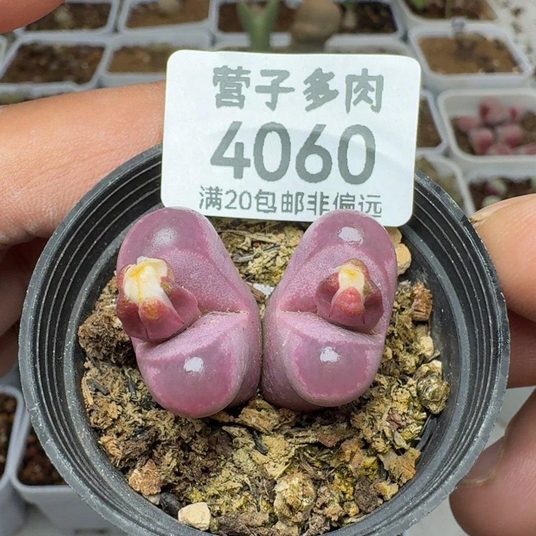 红大内双头带盆土