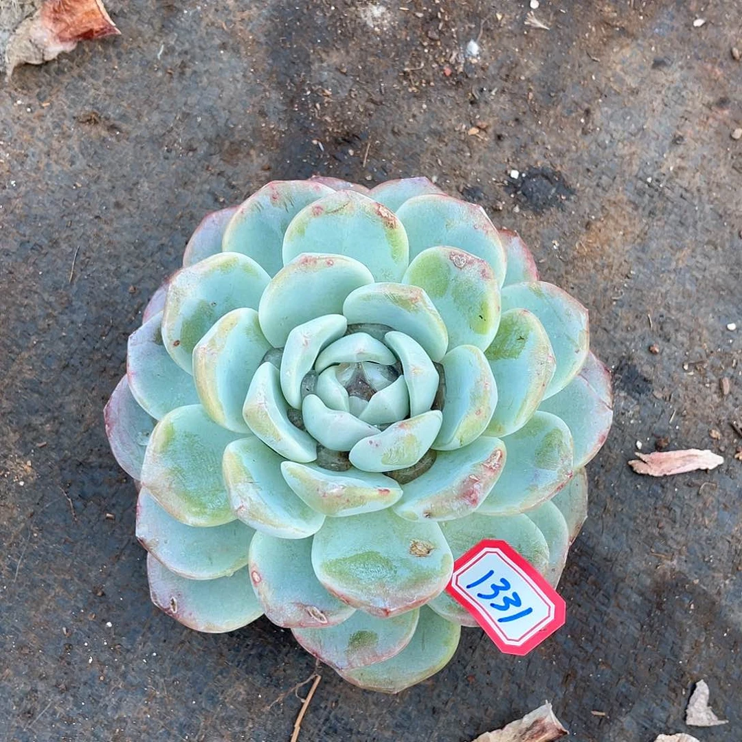 1331冰玉一物一拍多肉