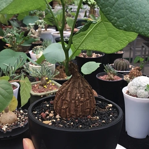 特价 龙甲龟 荔枝龟
