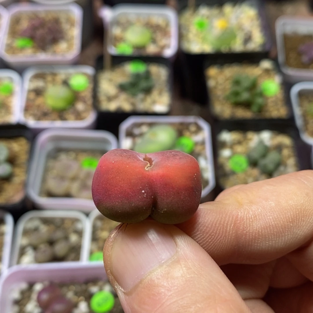 2.2+瑕疵多肉植物240