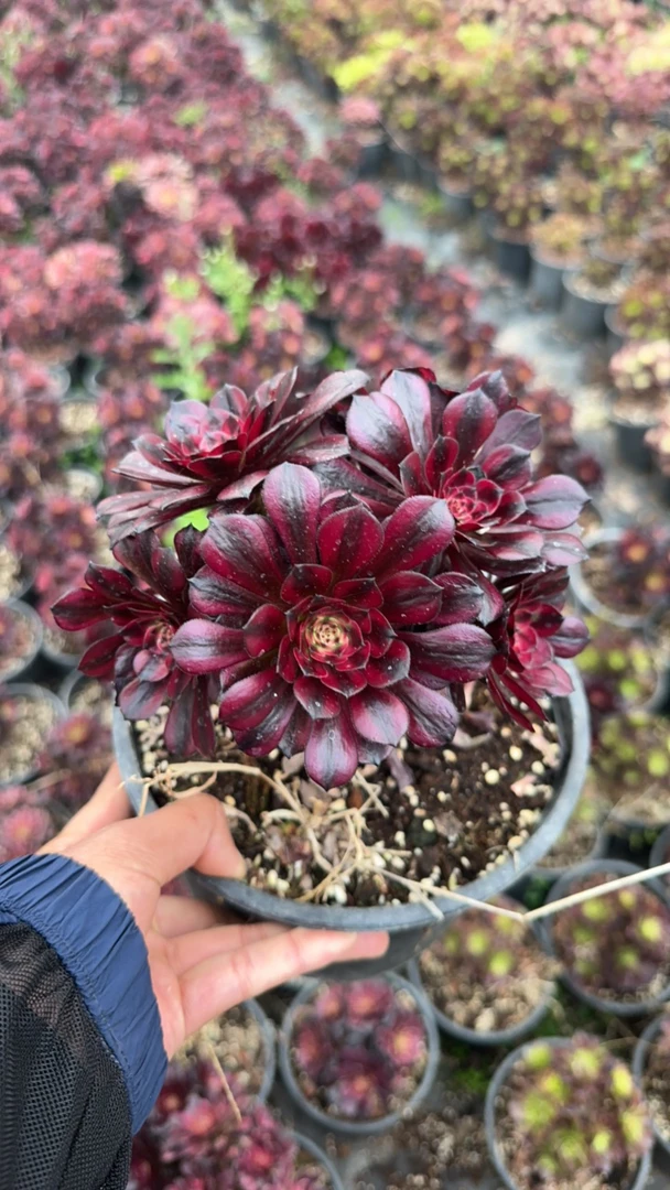 美姬多肉法师盆栽（不含售后）