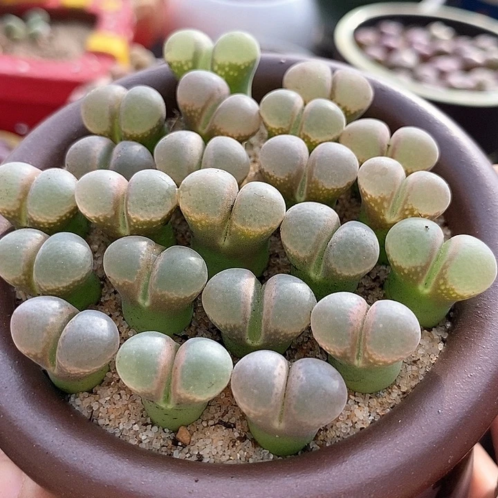 13517风铃b23子播一颗