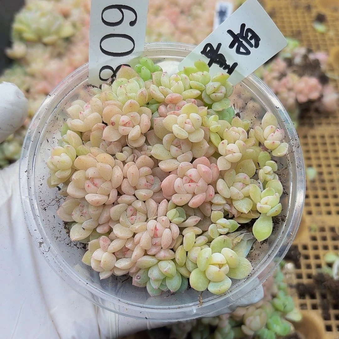 多肉植物多肉植物809量拍