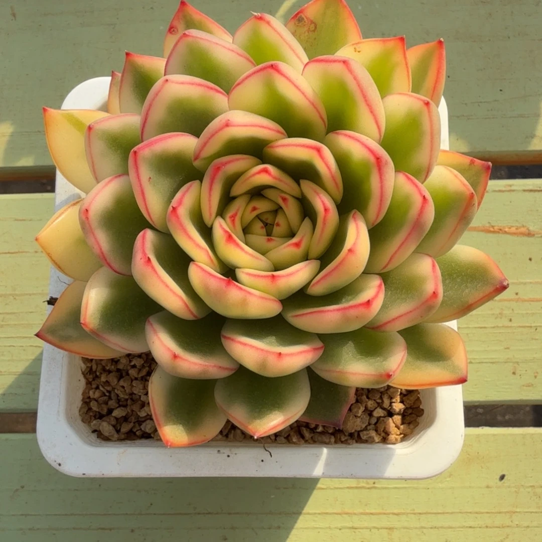 阿斯娜锦锦上园艺一物一拍