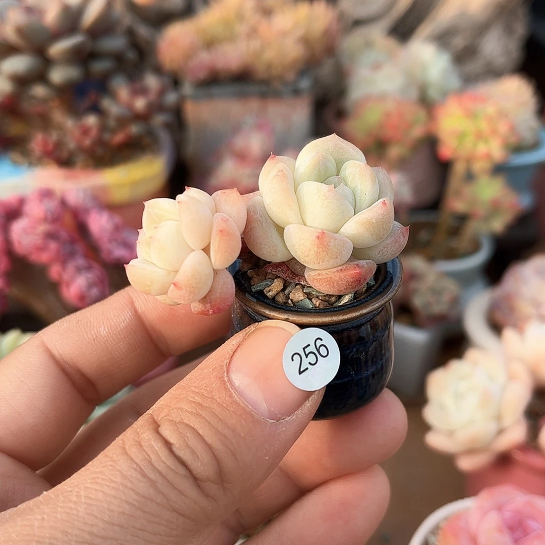 冰糕256 含盆含土发货 30包邮偏远除外