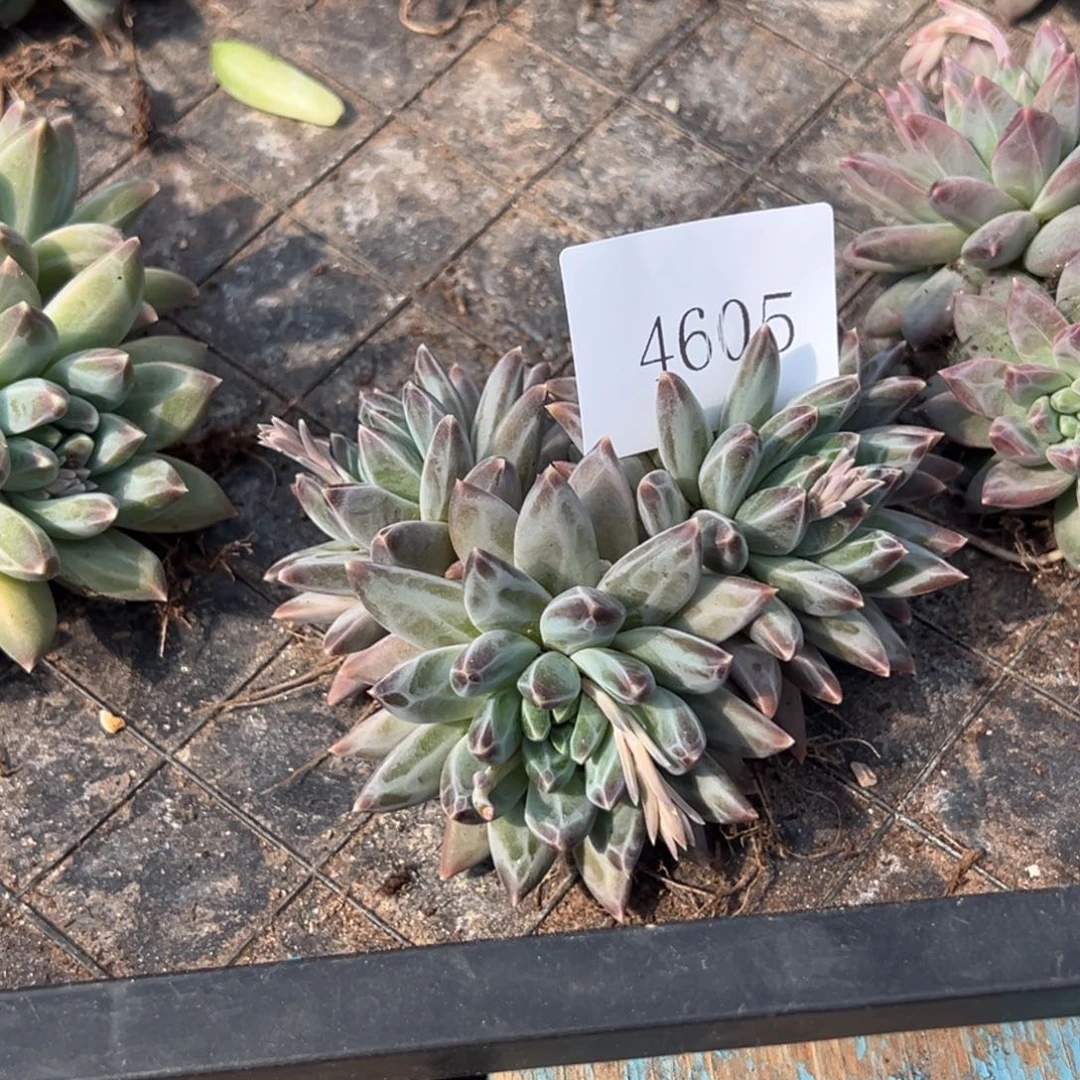 岚*优4605多肉多多多多