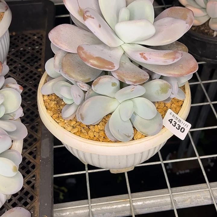 阿雅园艺。     4330拉拉奶