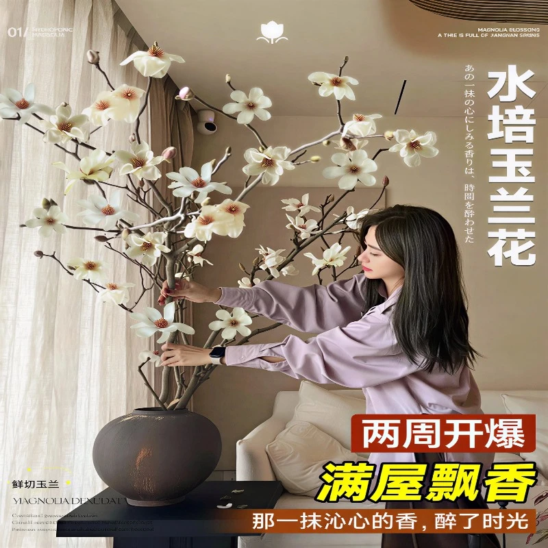 水培玉兰花鲜切枝带花苞红梅干枝水养鲜花卉室内好养耐寒植物盆栽