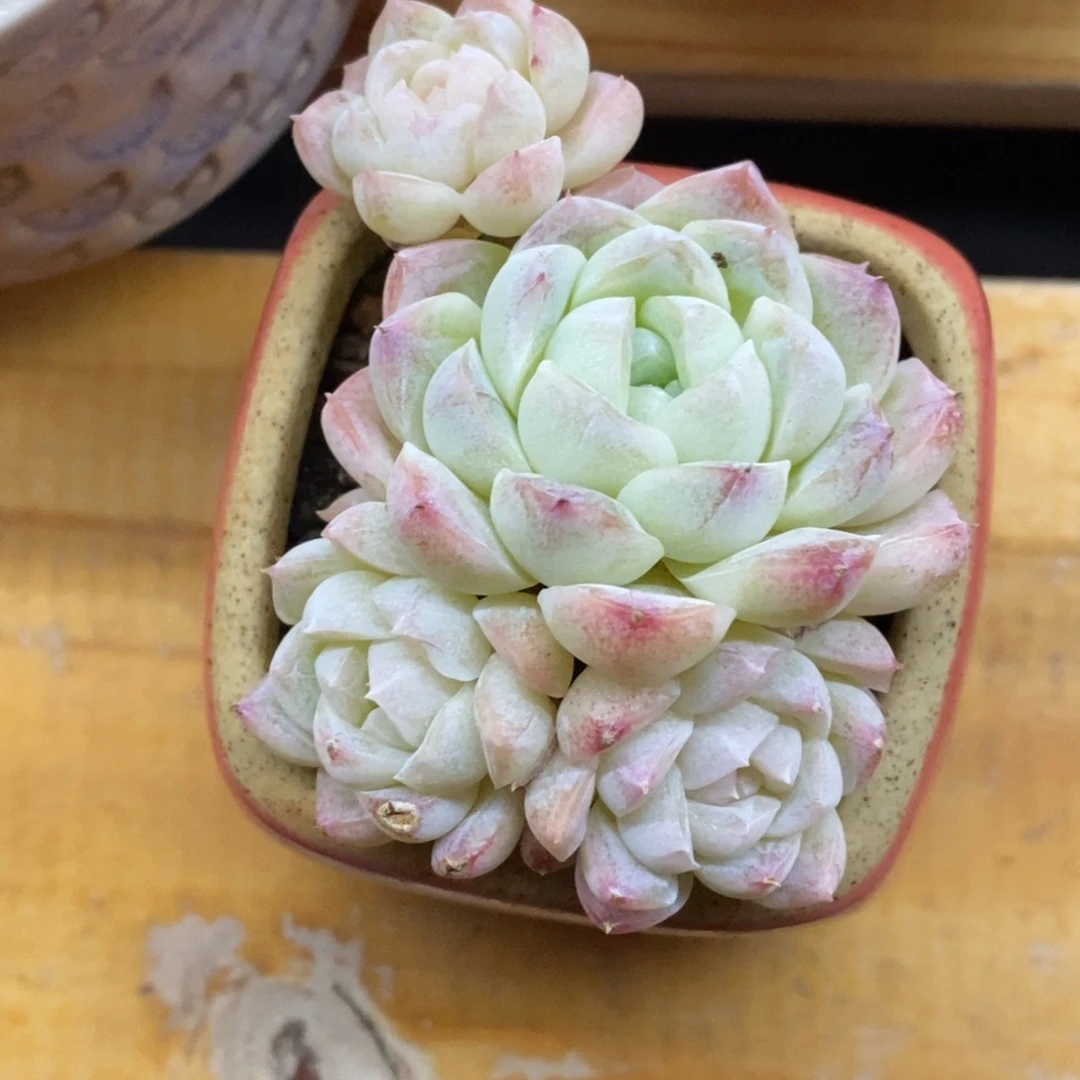 精品多肉一物一拍不包整400