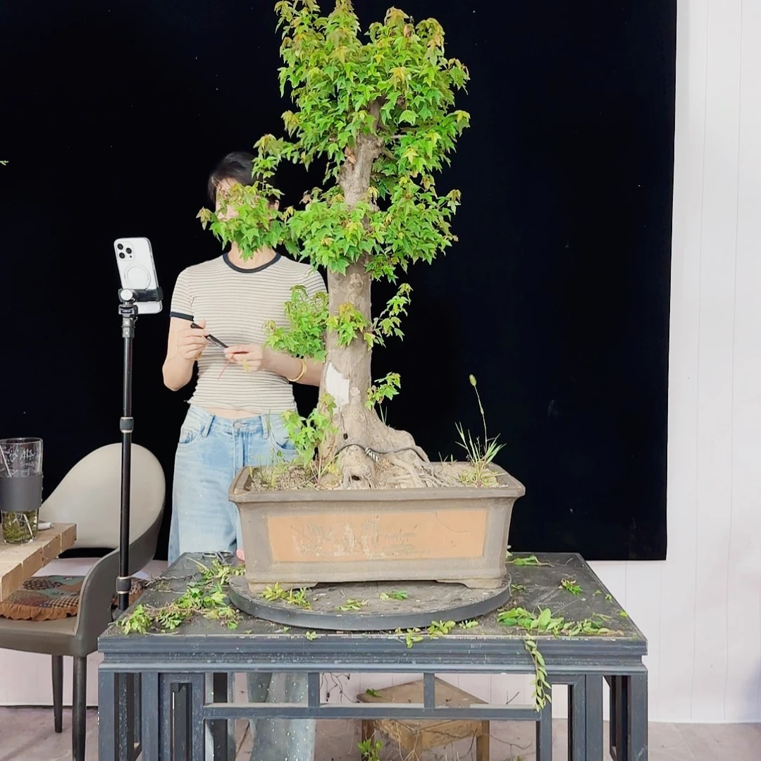 无花朵小****.榆树盆景直播间