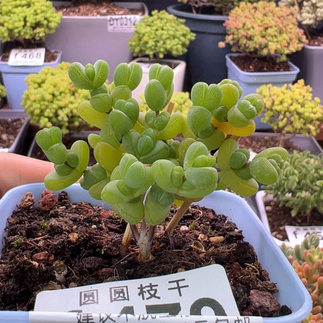 479元宝一物一拍