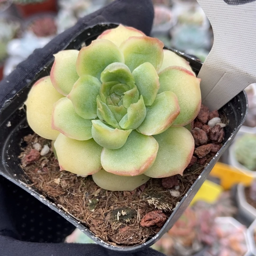1308虾饺多肉植物多肉