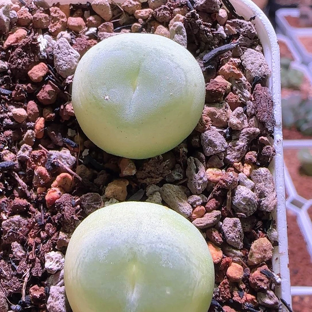 1.9和2的拉登2个。  449