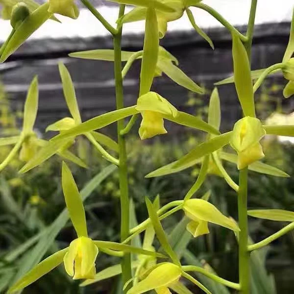 【国色天香】4~5支花剑 精品高端兰花