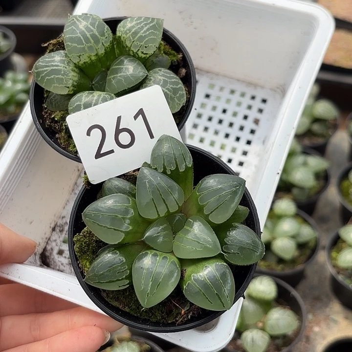 261水晶康平101加翠虎寿