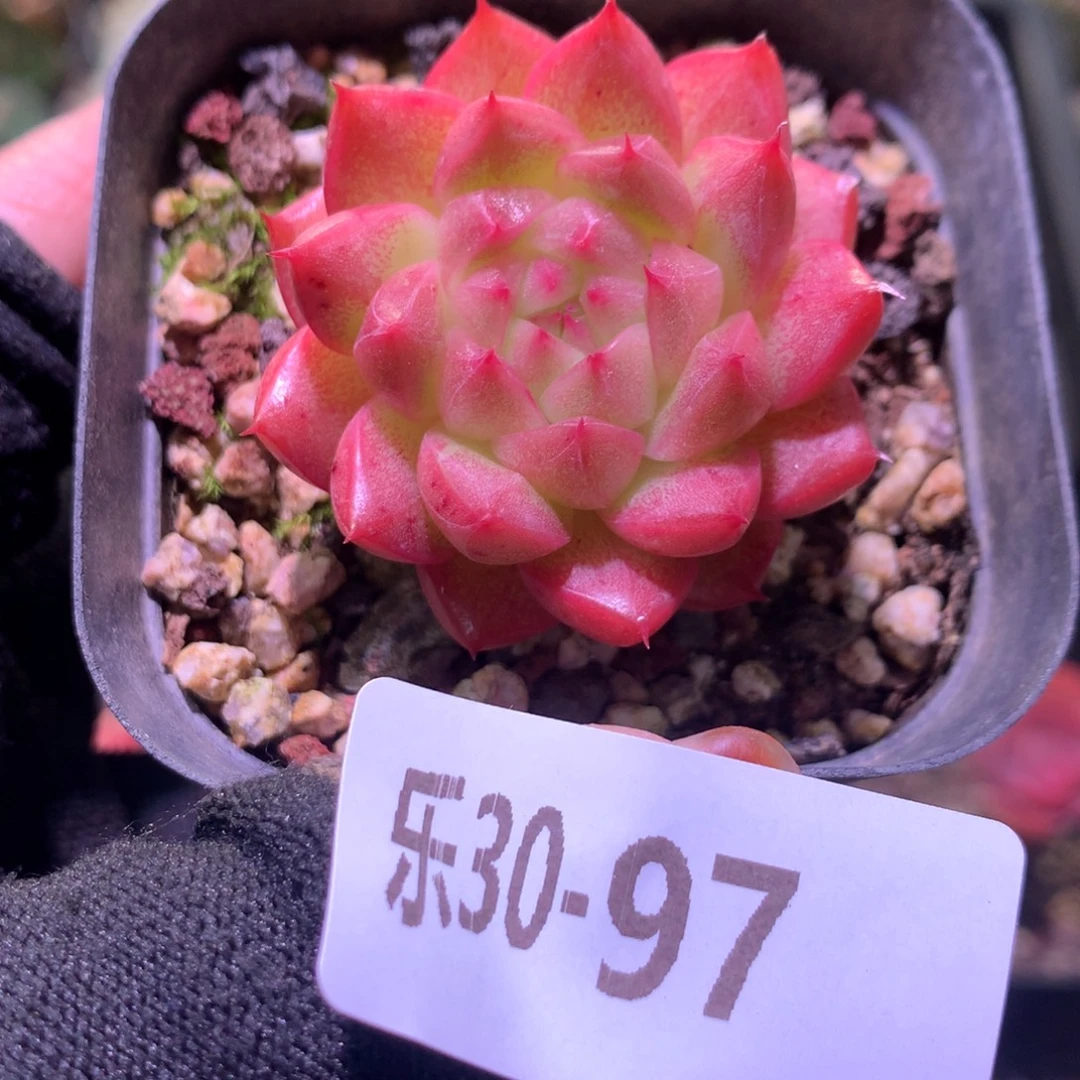 乐然30-97 麦秆单头