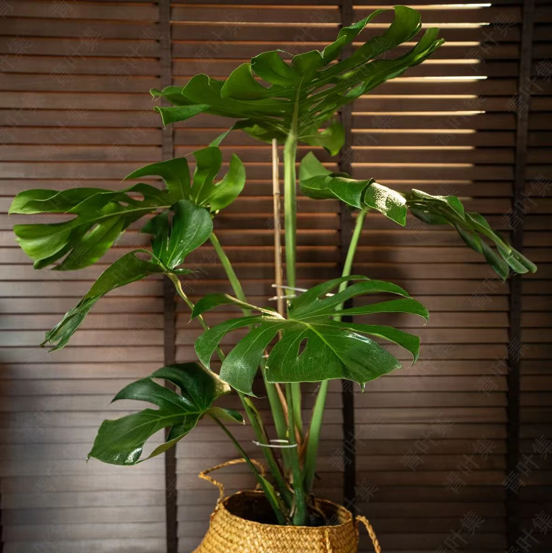 老桩大号落地款巨叶龟背竹室内客厅好养植物
