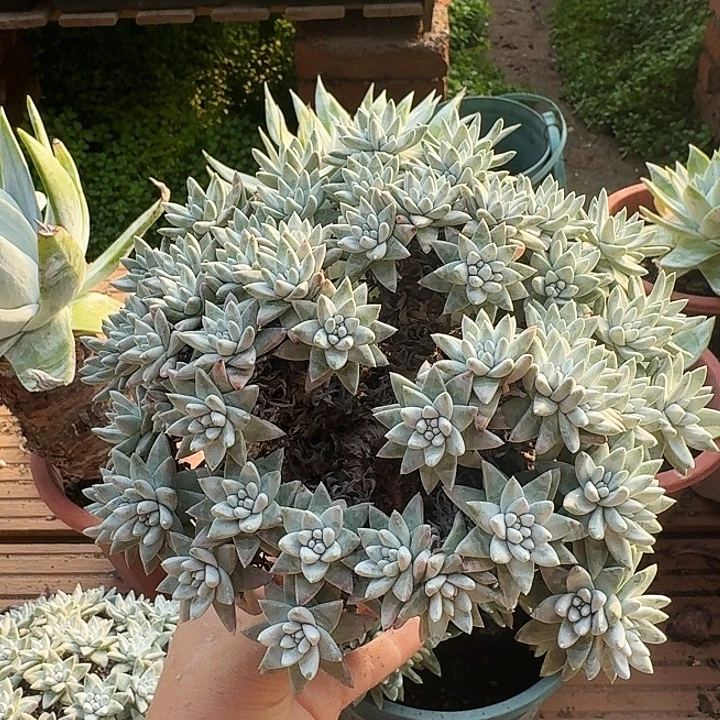 60头白菊一物一拍148