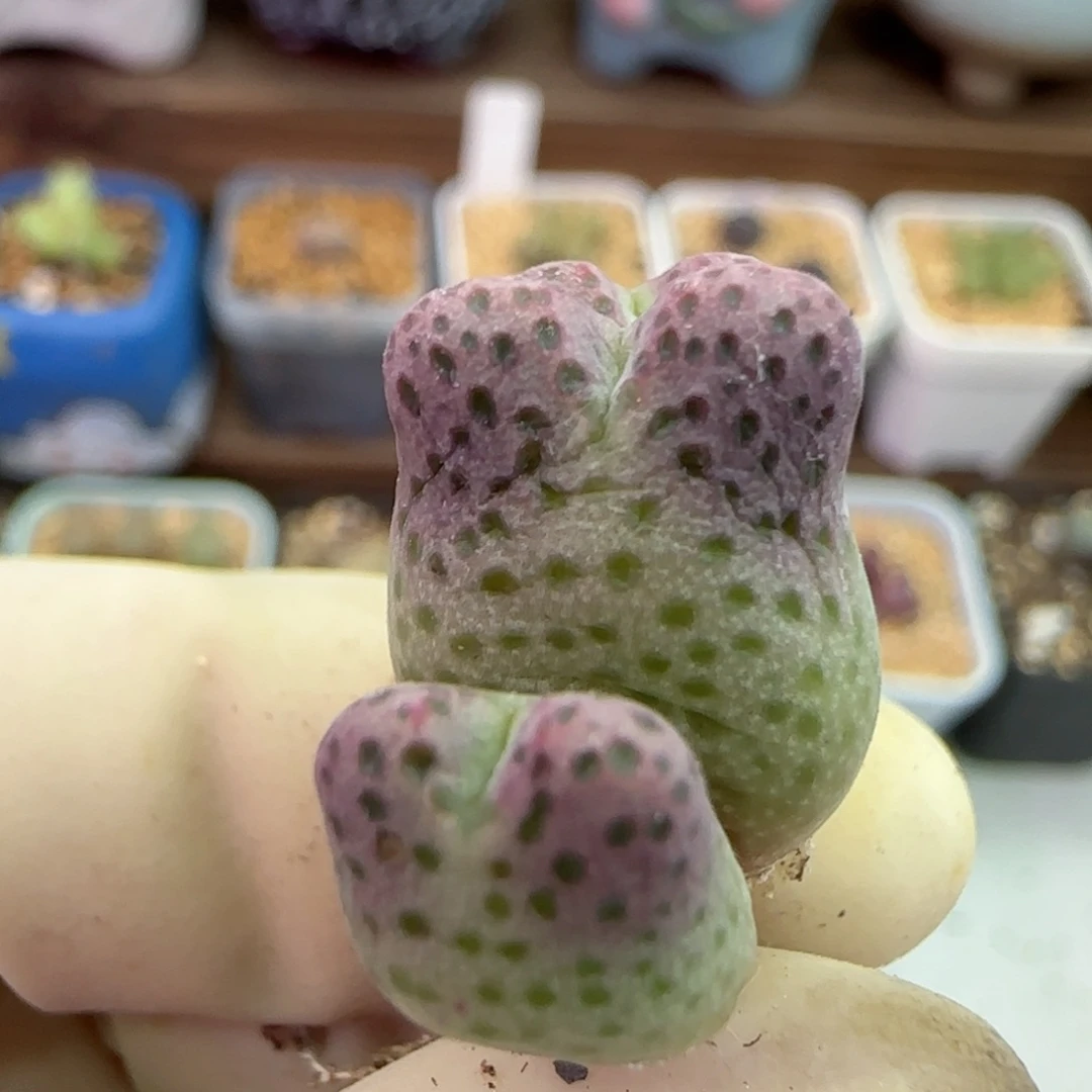 117园艺优选红斑马