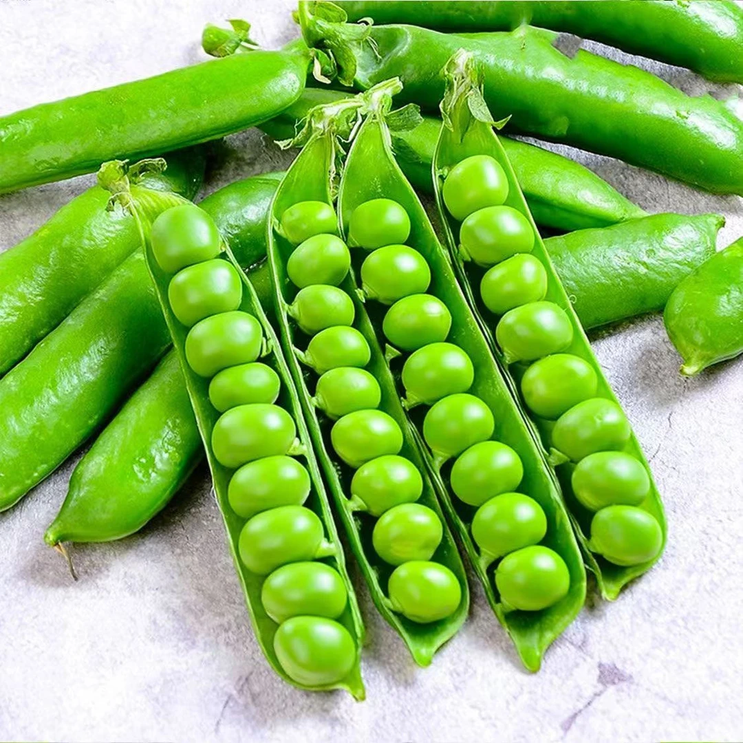 甘肃靖远大田新鲜现摘带壳豌豆角当季蔬菜原产地直发