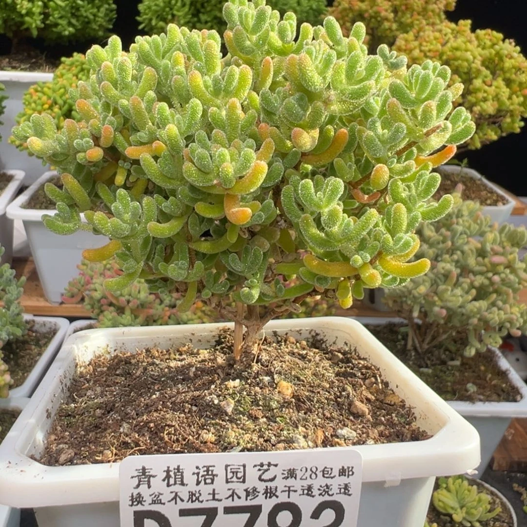 D7783冰橙一物一拍