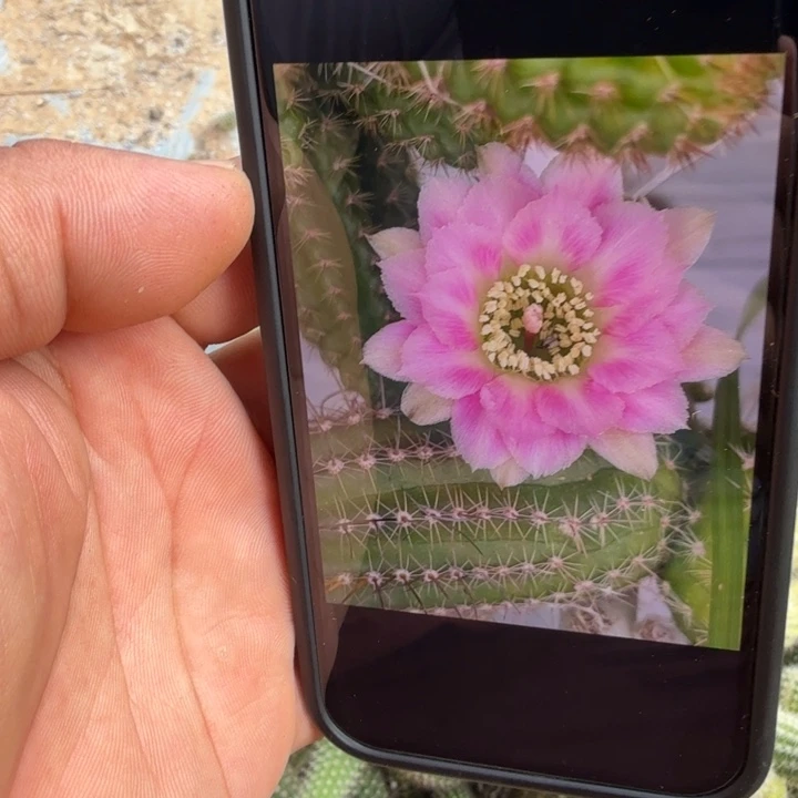 矮胖白檀404侧芽一个