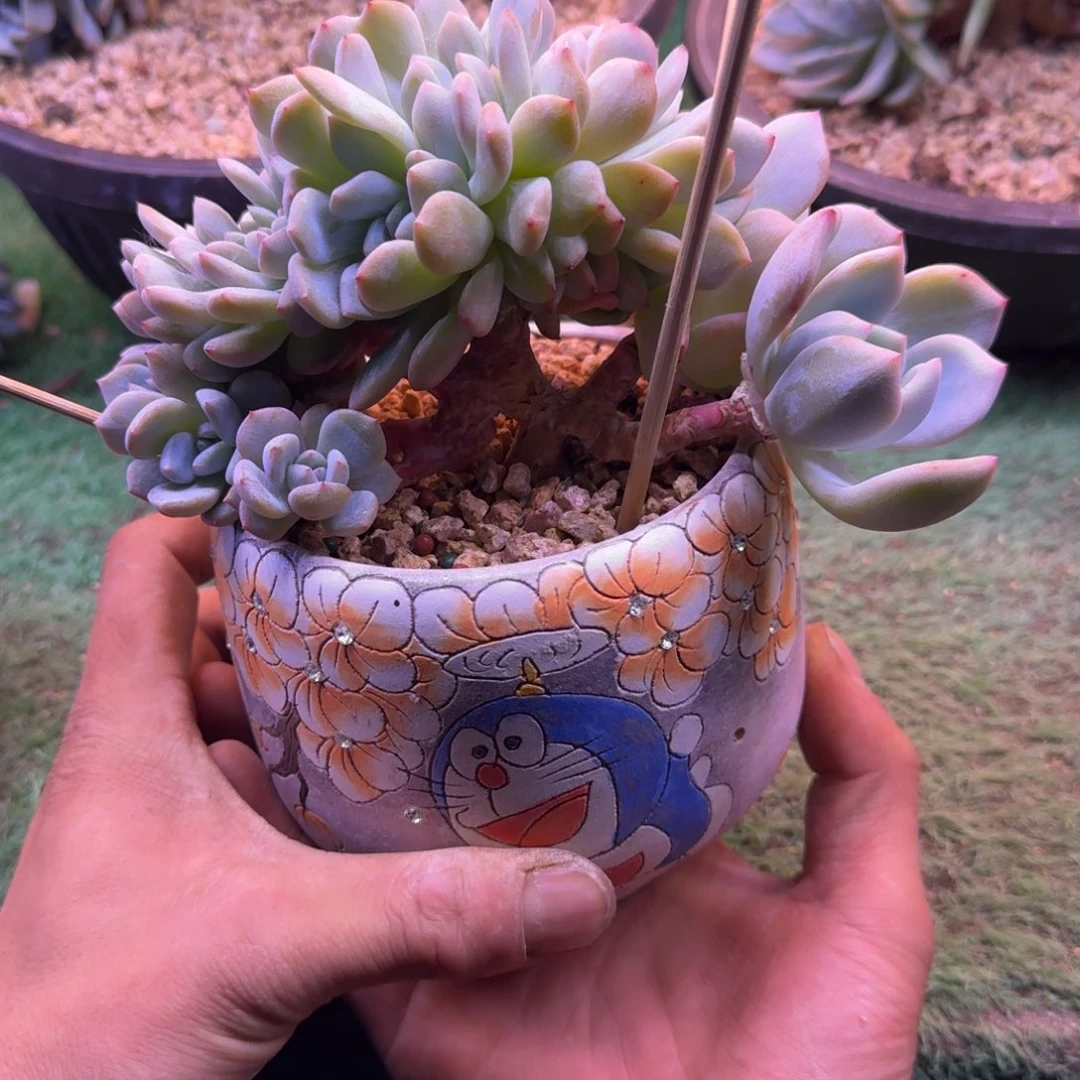 星影树缀13头带缀