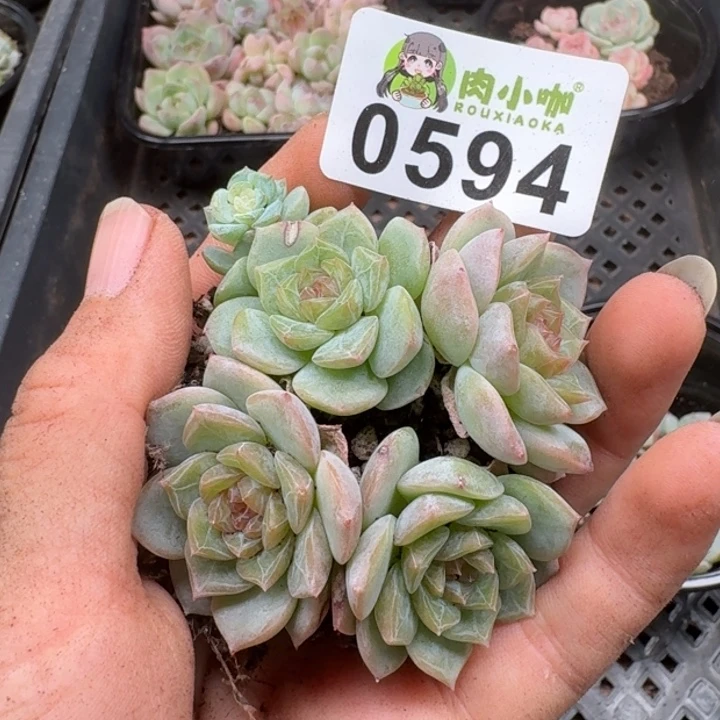 多肉植物多肉植物