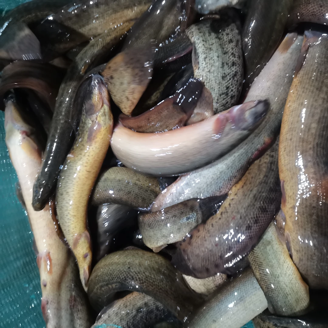 新鲜活泥鳅速冻 它也叫黄鳝 福利价酱炖 红烧油炸嗷嗷香