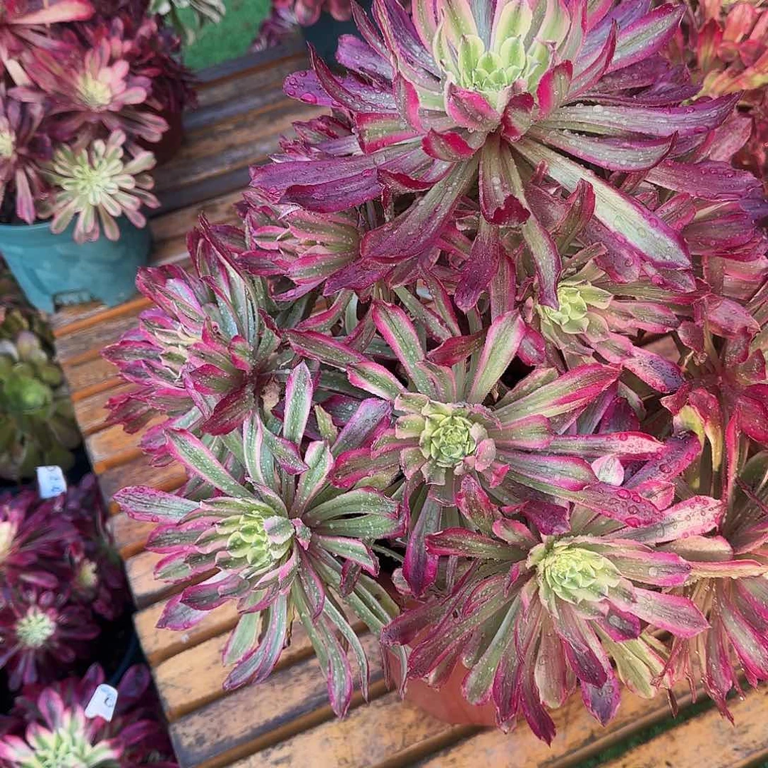 鲜****家多肉植物紫微1029