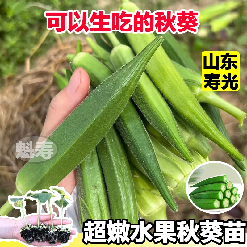 水果秋葵苗大苗种子苗秧菜苗阳台蔬菜秧苗水果秋葵红秋葵籽黄秋葵