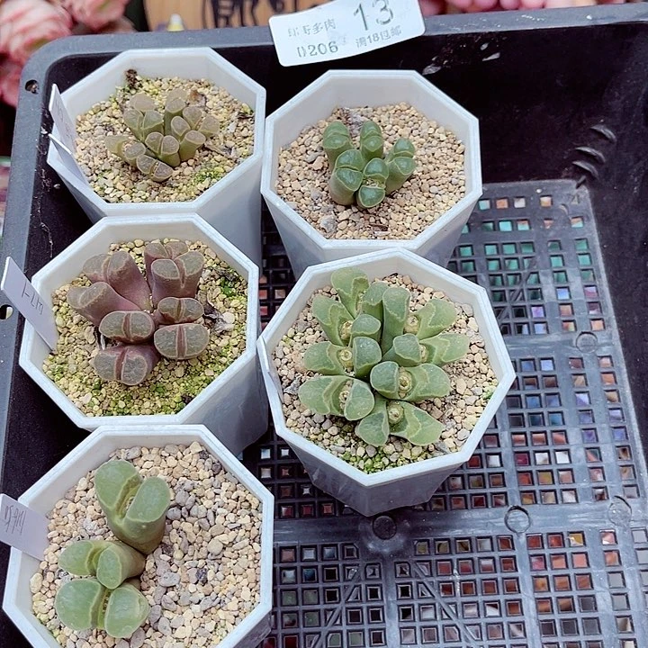 生石花满18包邮6-13