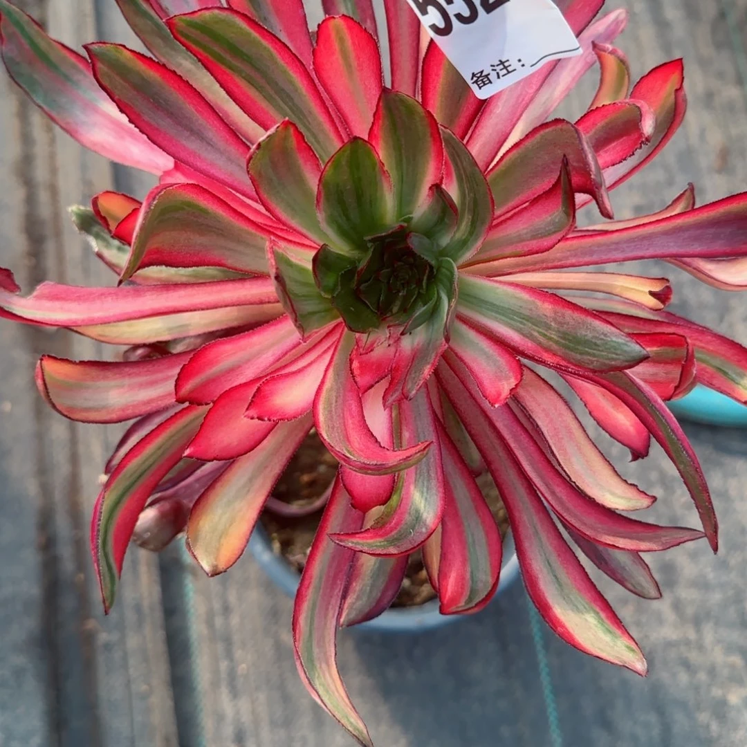 裸**行5529巫毒拉丝多肉多肉