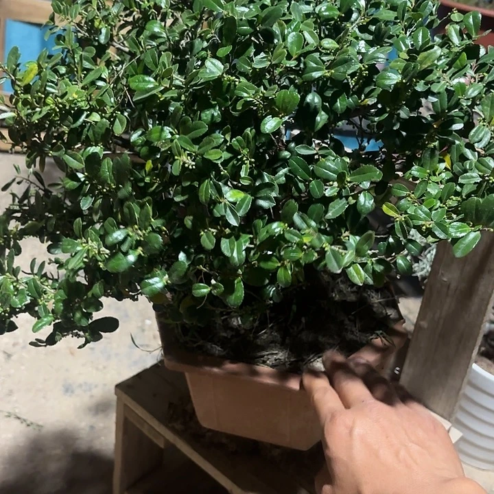 金***刚无花朵哈哈哈哈哈哈