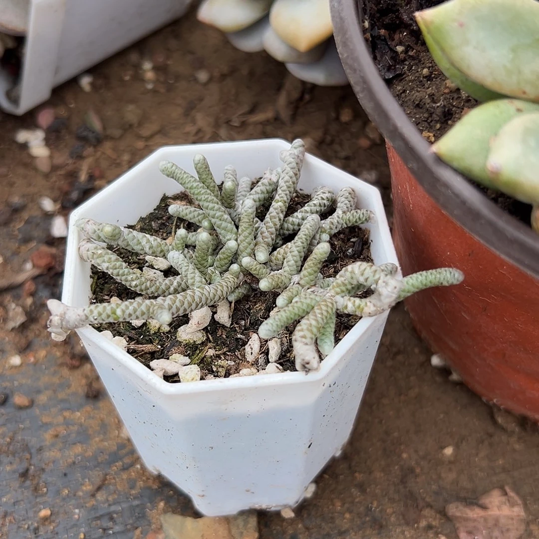 多肉植物银蚕开花