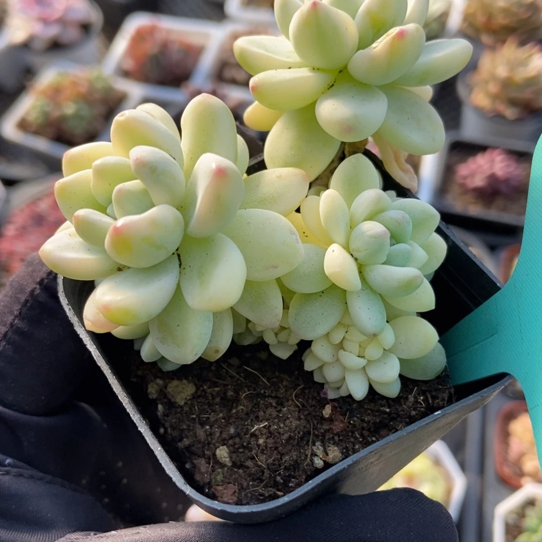 1533劳尔锦多肉植物保护