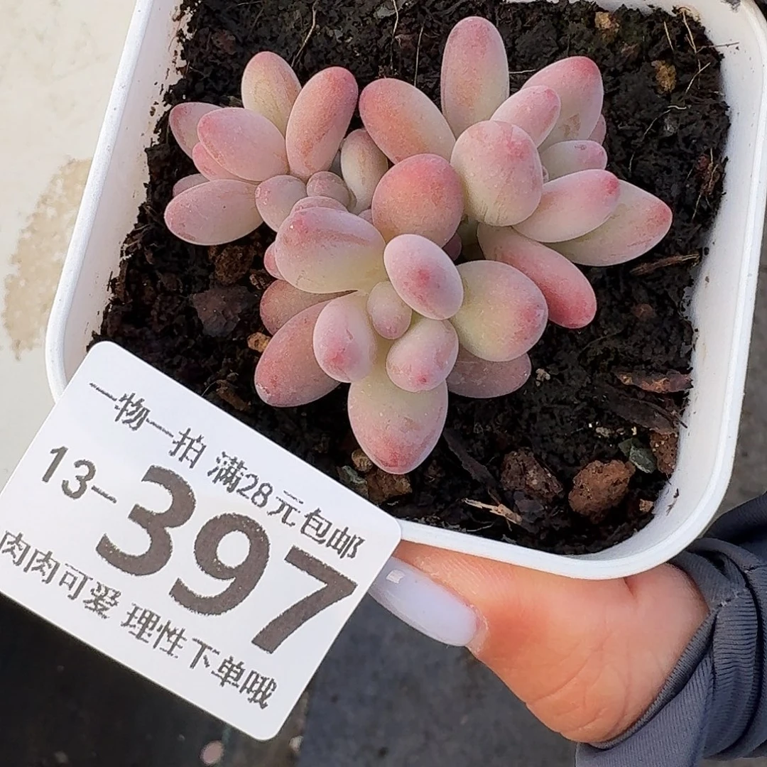 樱花奶无盆土发货