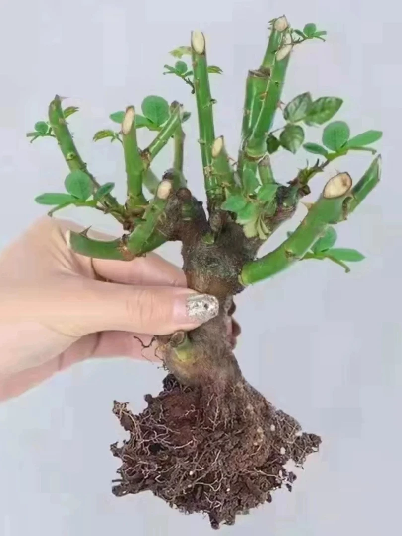 云南基地直发玫瑰月季四季开花新手小白首选绿植月季花树苗