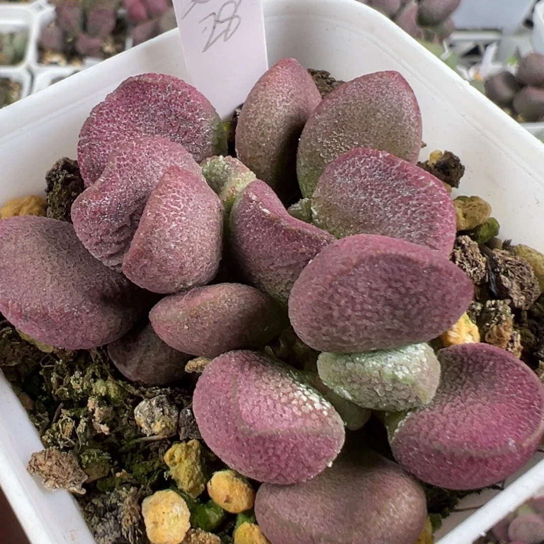 w夏娃多肉植物水泡