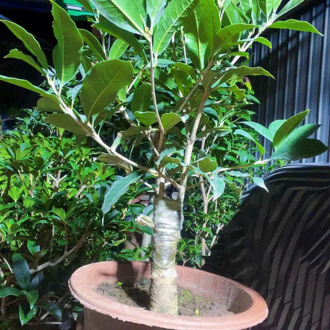 当前无花栽培后可以开花