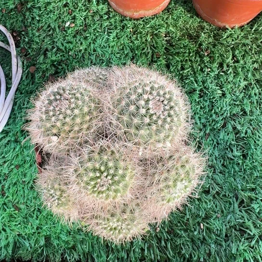 快****菲秀玉群生多头一颗开花美