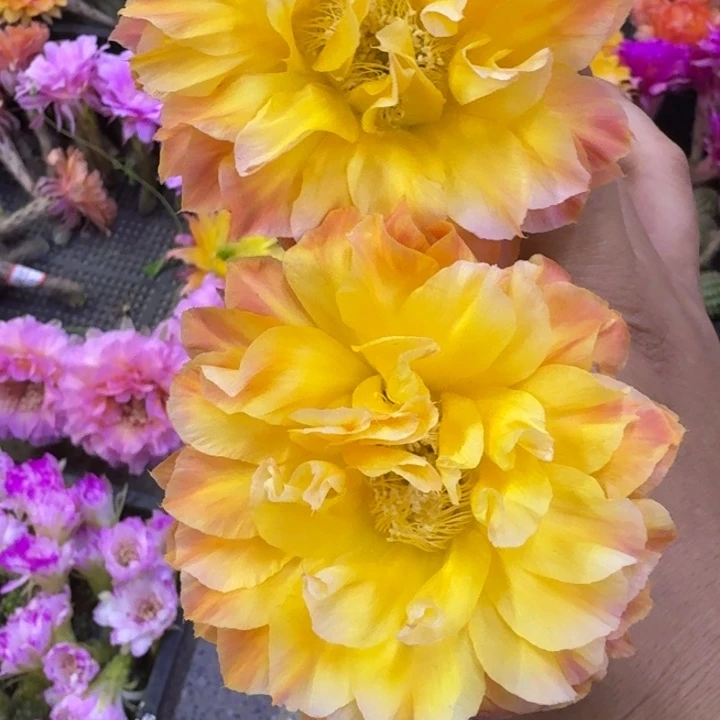 290彩草国色天香歪4公分左右无根侧牙，20包邮