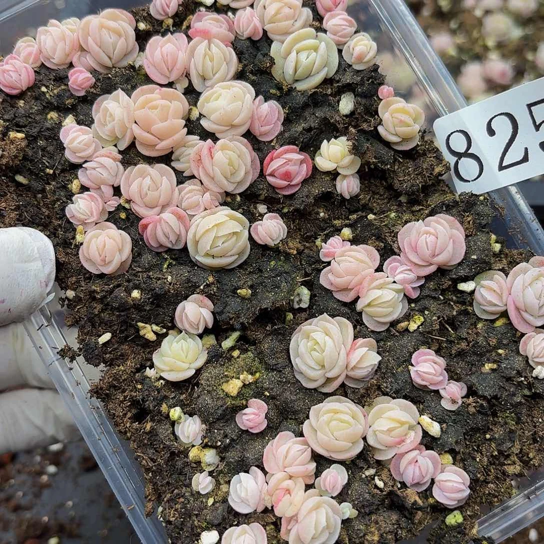 多肉植物多肉植物825