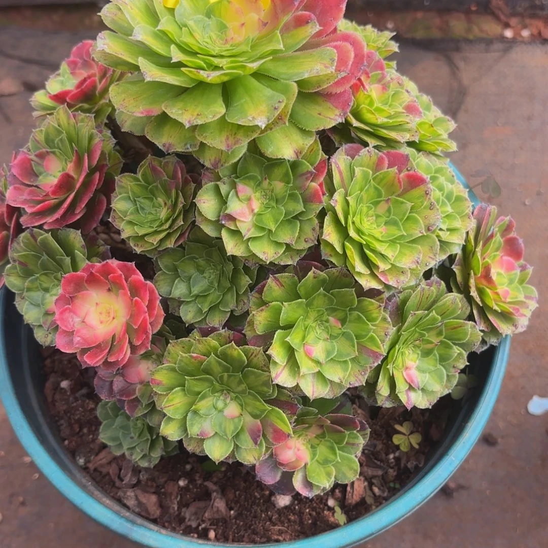 哈哈多肉葡萄福利499