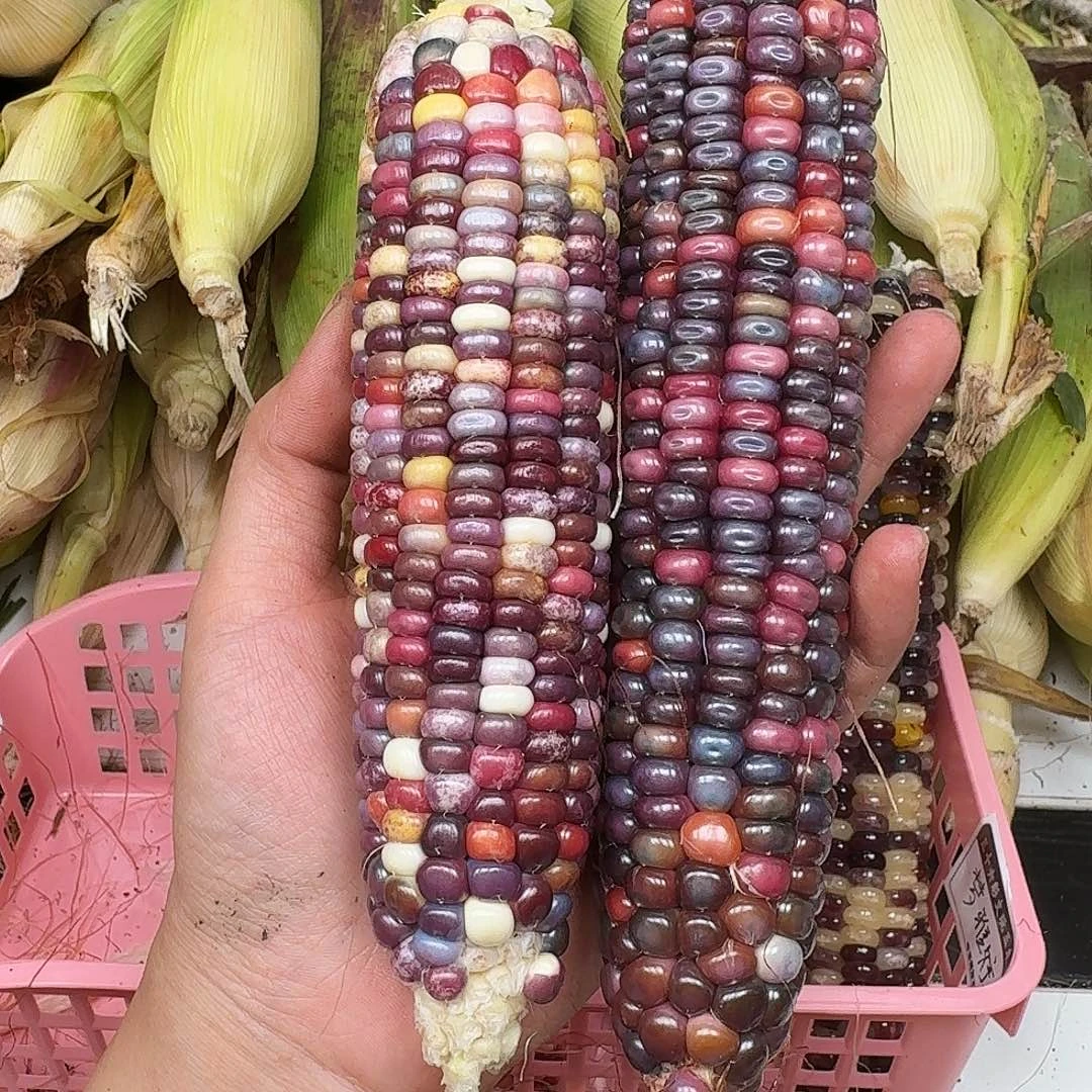 伊***号梦之城文玩玉米梦宝1号