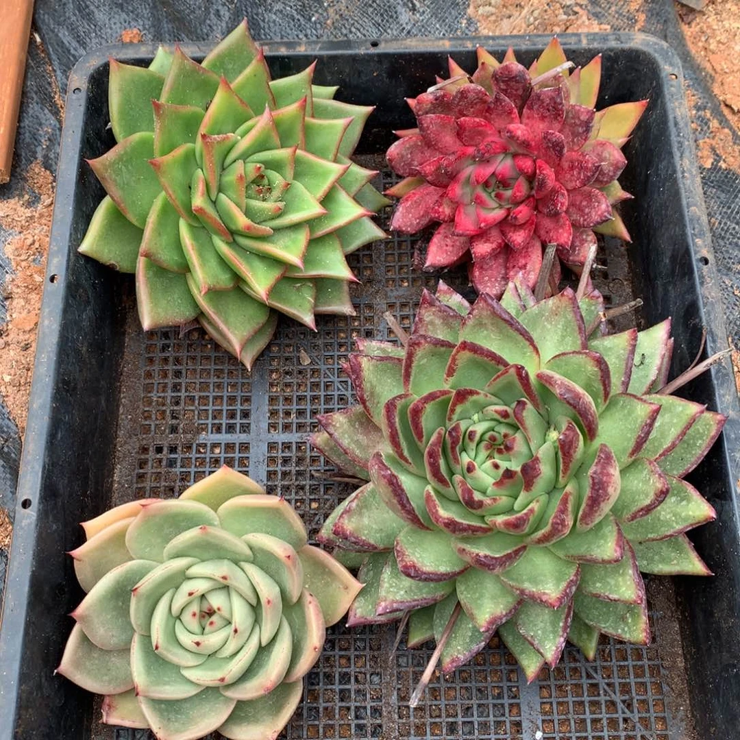 东云组合不包售后