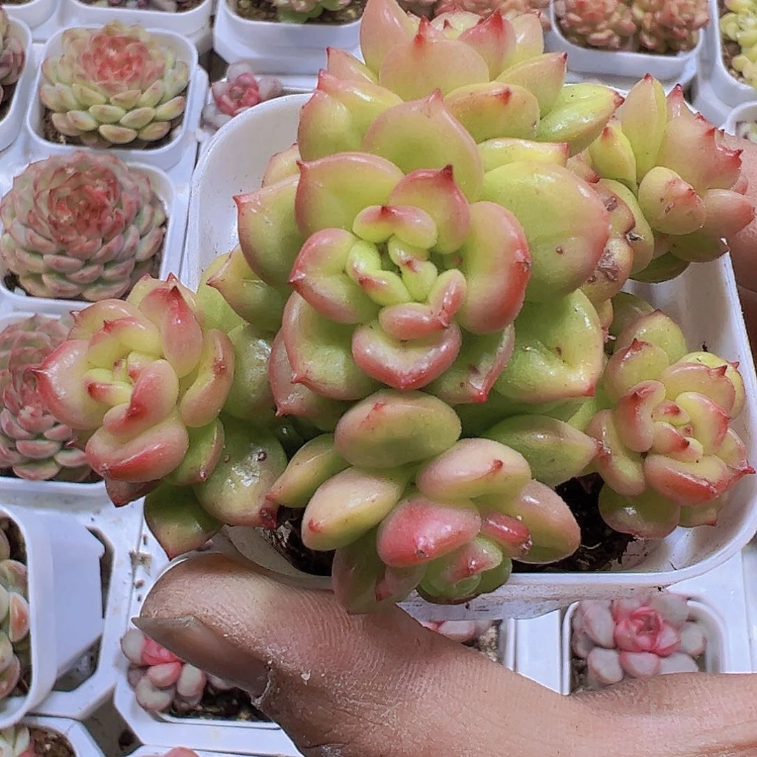 苹果花19包邮多肉植物