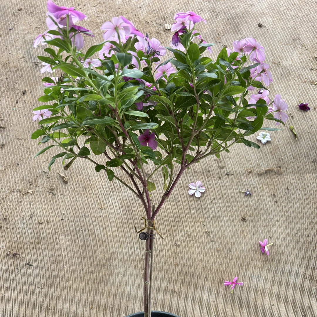 耐热耐晒长春花棒棒糖多季节开花适合阳台庭院种植天天开