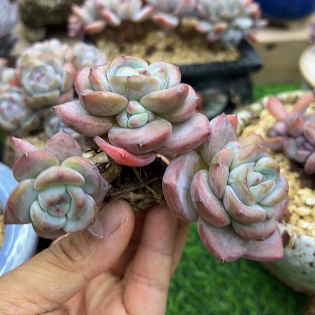 啊石榴籽星影小树福利