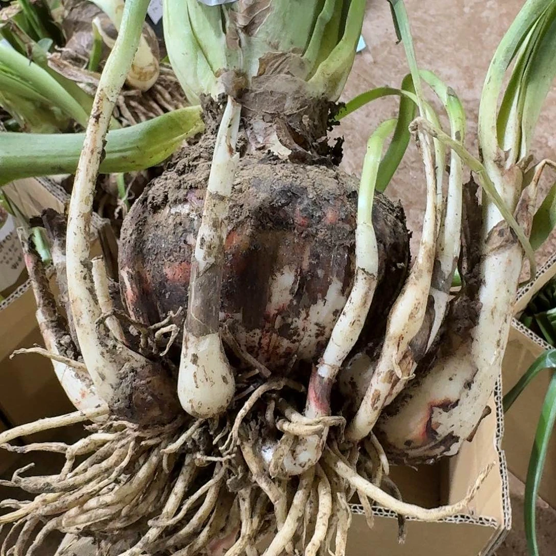 花瓣衬裙10+开花球发发发